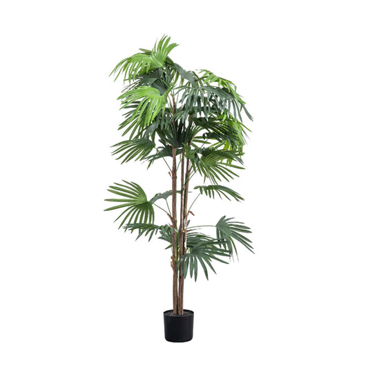 Chinese Fan Palm