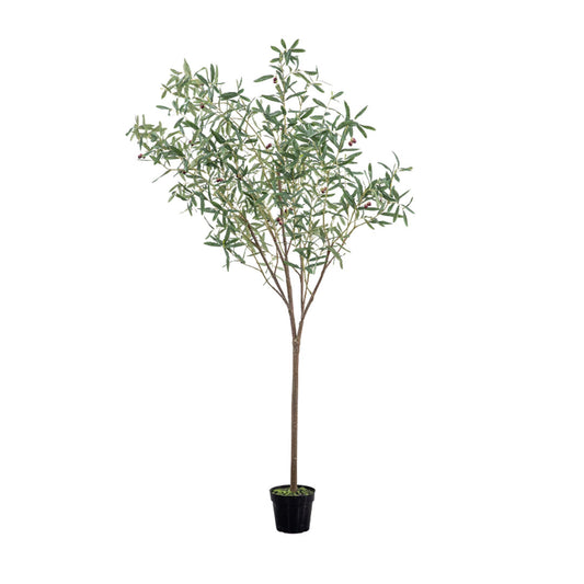 Green Olive Tree
