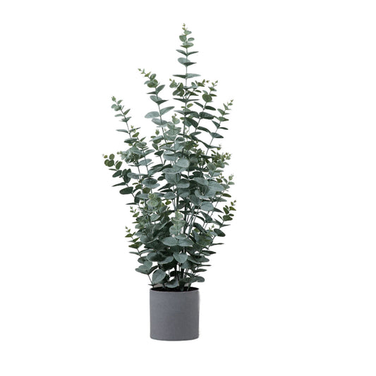 Potted Eucalyptus Bush
