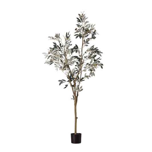Large Olive Tree
