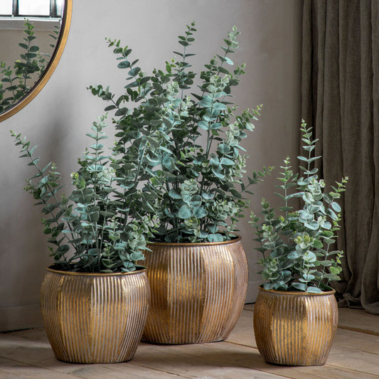 Potted Eucalyptus Bush