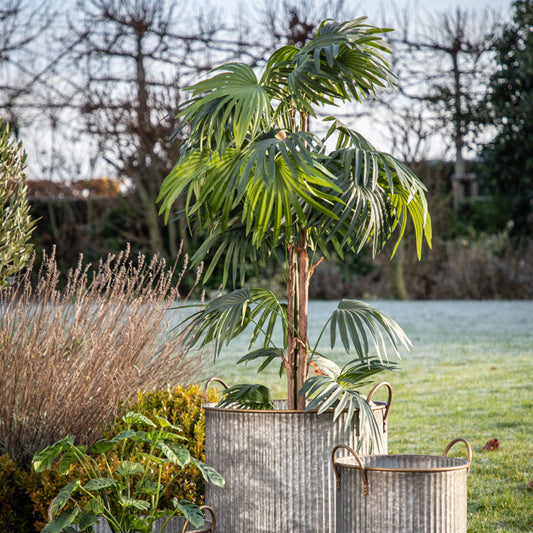 Chinese Fan Palm