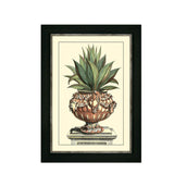 Antique Aloe IV Wall Picture