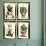 Antique Aloe IV Wall Picture