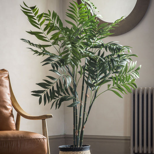 Areca Large Palm Tree