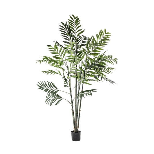 Areca Large Palm Tree