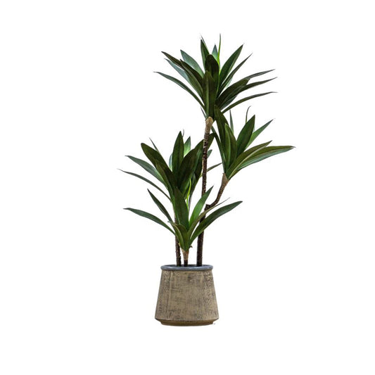 Green Potted Yucca