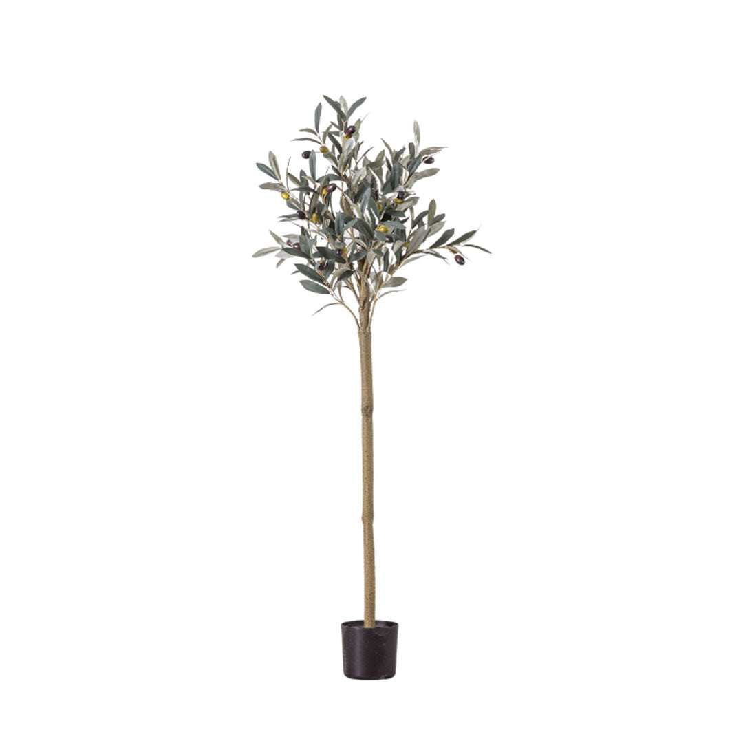 Small Olive Tree